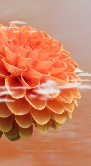 orange round petal flower thumbnail