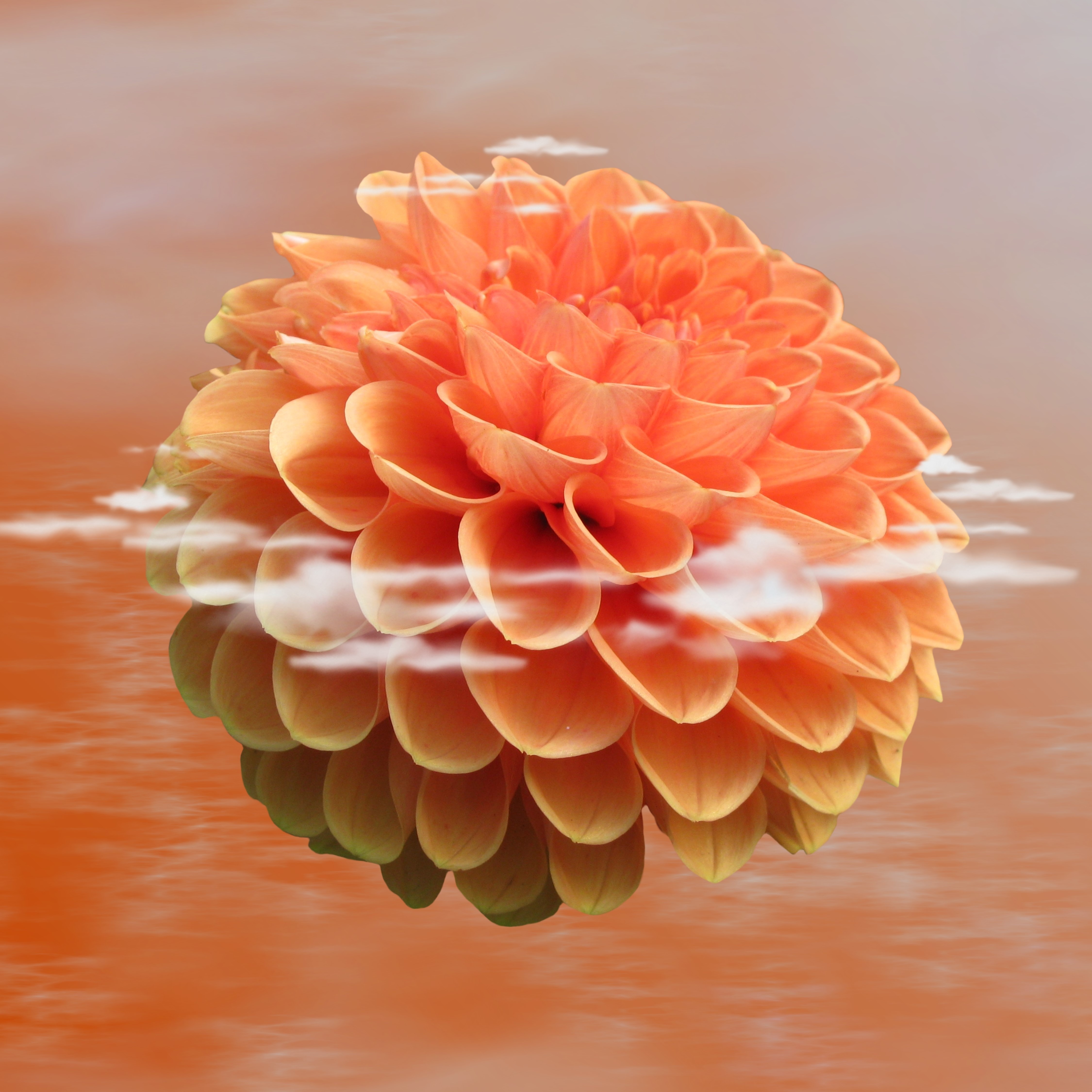 orange round petal flower