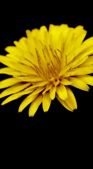 yellow petaled flower in close up photo thumbnail