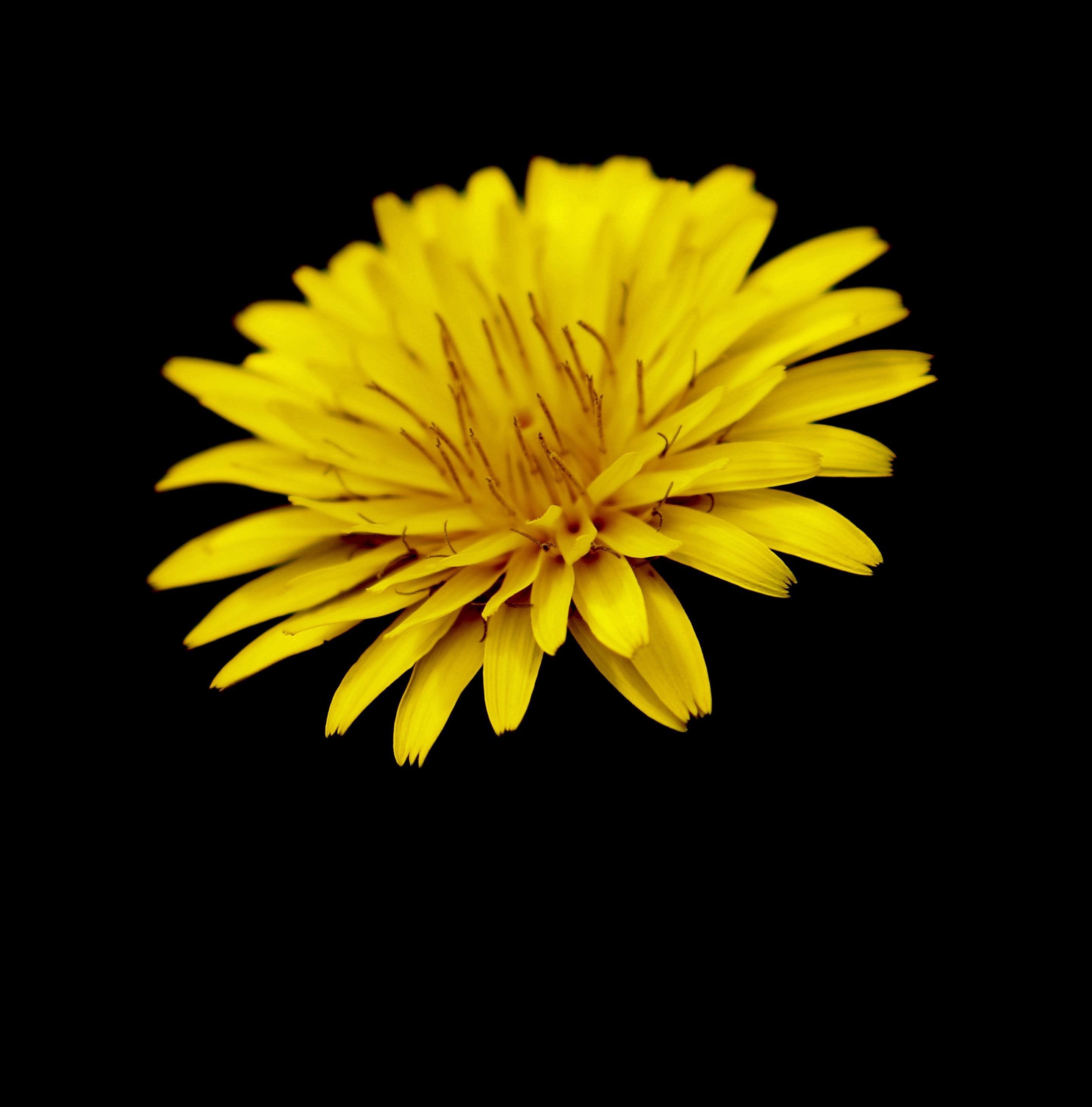 yellow petaled flower in close up photo