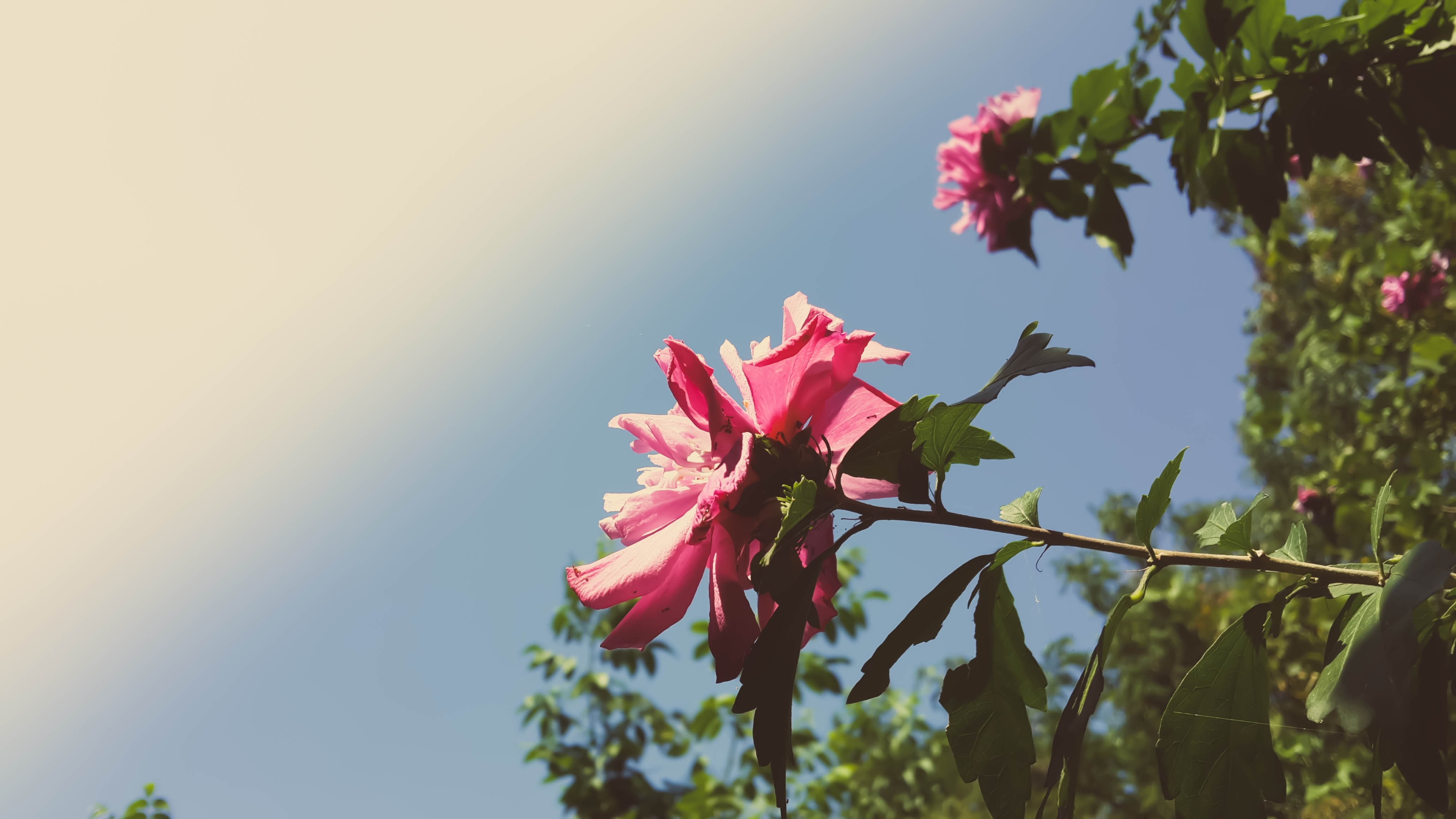 close-up photography of pink flower