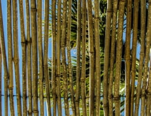 bamboo fence thumbnail