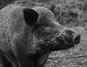 wild boar thumbnail