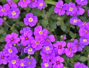 purple petaled flowers thumbnail