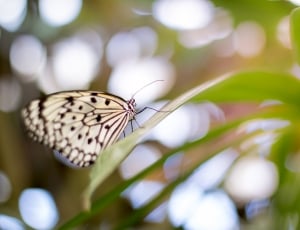 paperkite butterfly on green leaf plant thumbnail
