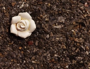 white wooden rose ornament thumbnail