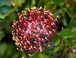 red flower buds thumbnail