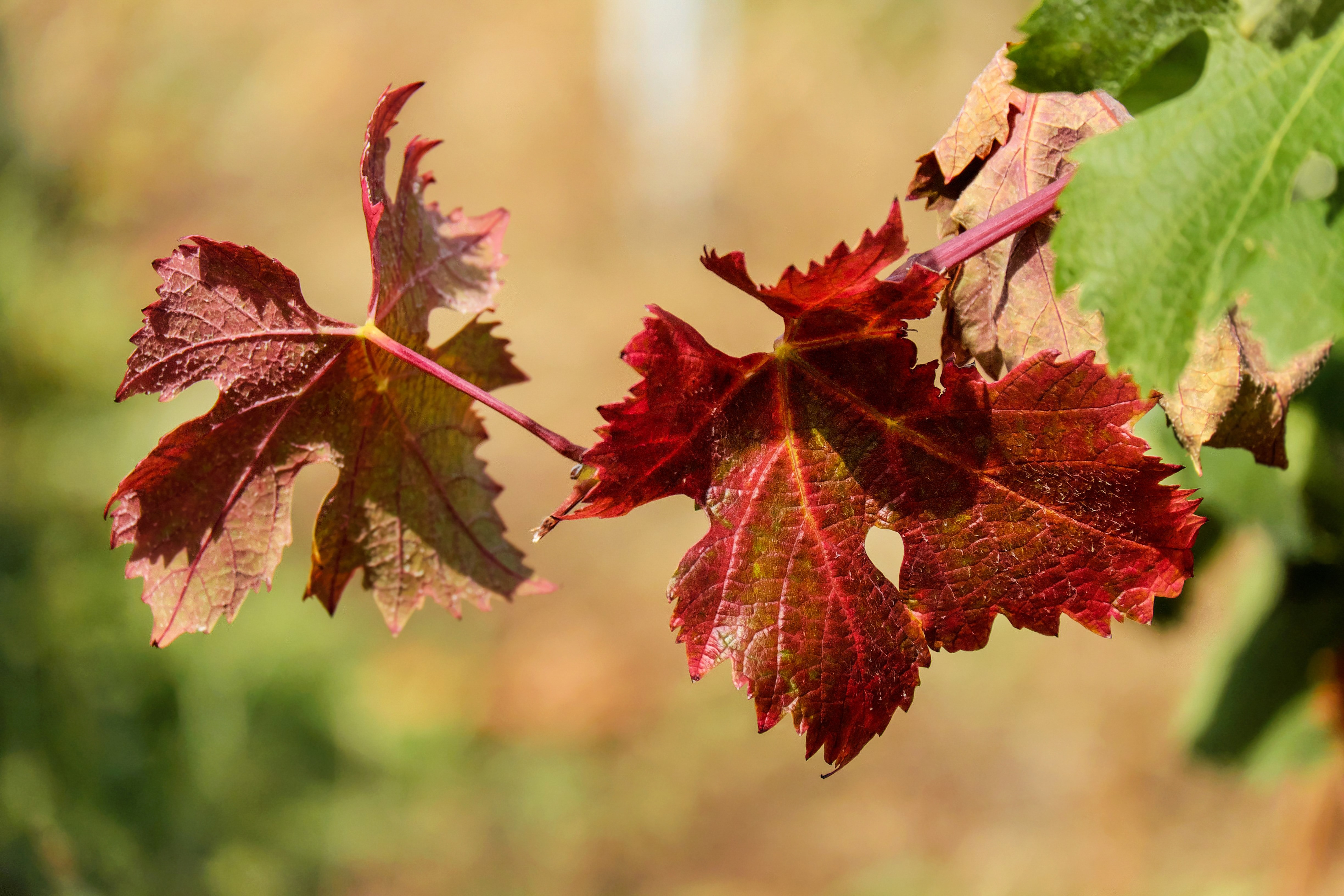 Виноградные листья осенью
