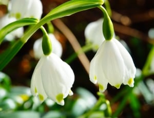 tilt photo of white bell flowers thumbnail