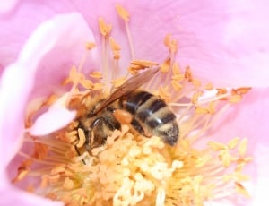 bee on flower thumbnail