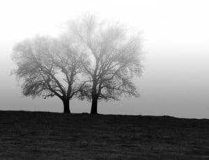 silhouette photo of 2 trees thumbnail