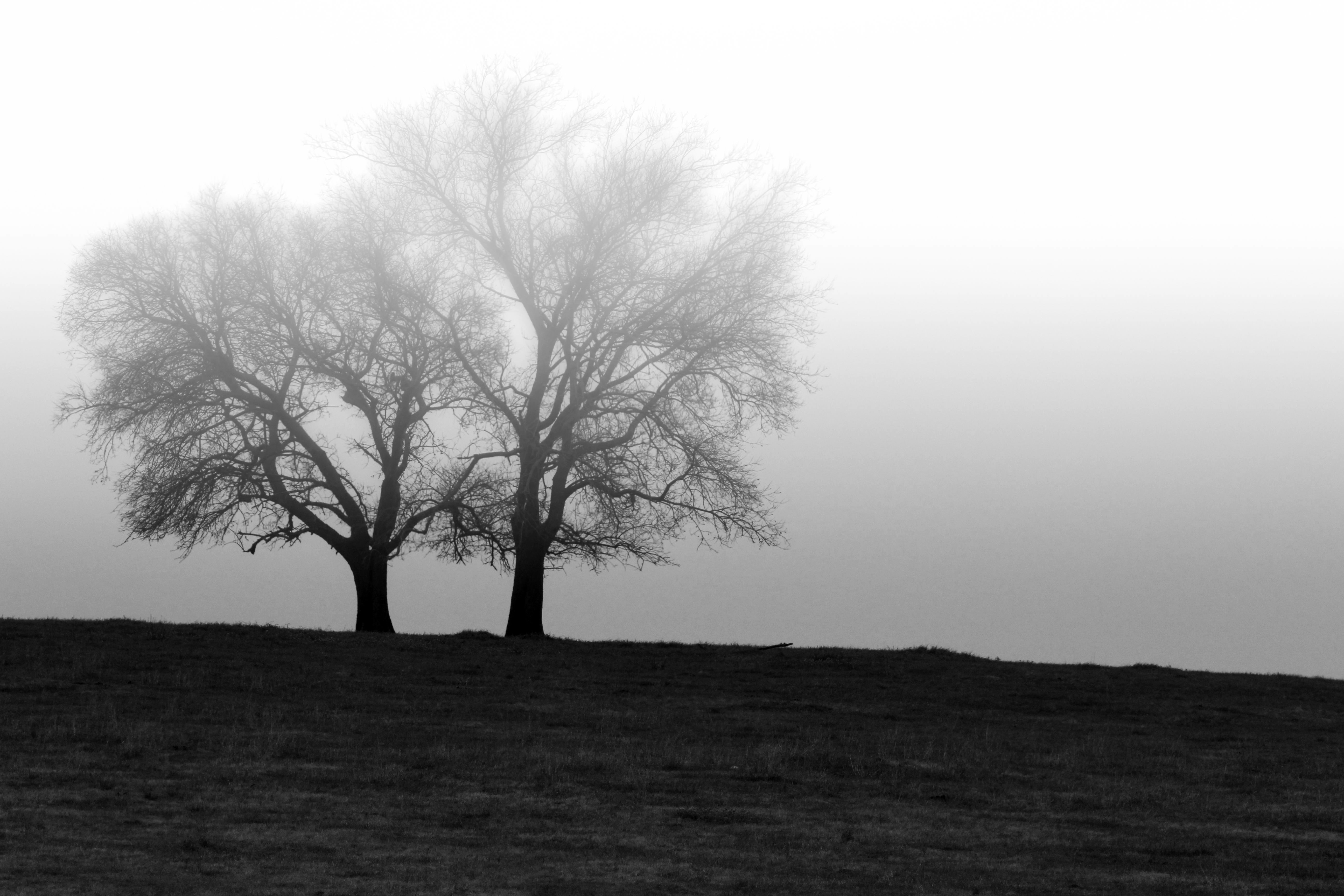 silhouette photo of 2 trees
