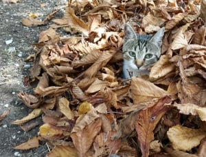 Cold, Leaves, Fall, Cat, Dry Leaves, animal themes, no people thumbnail