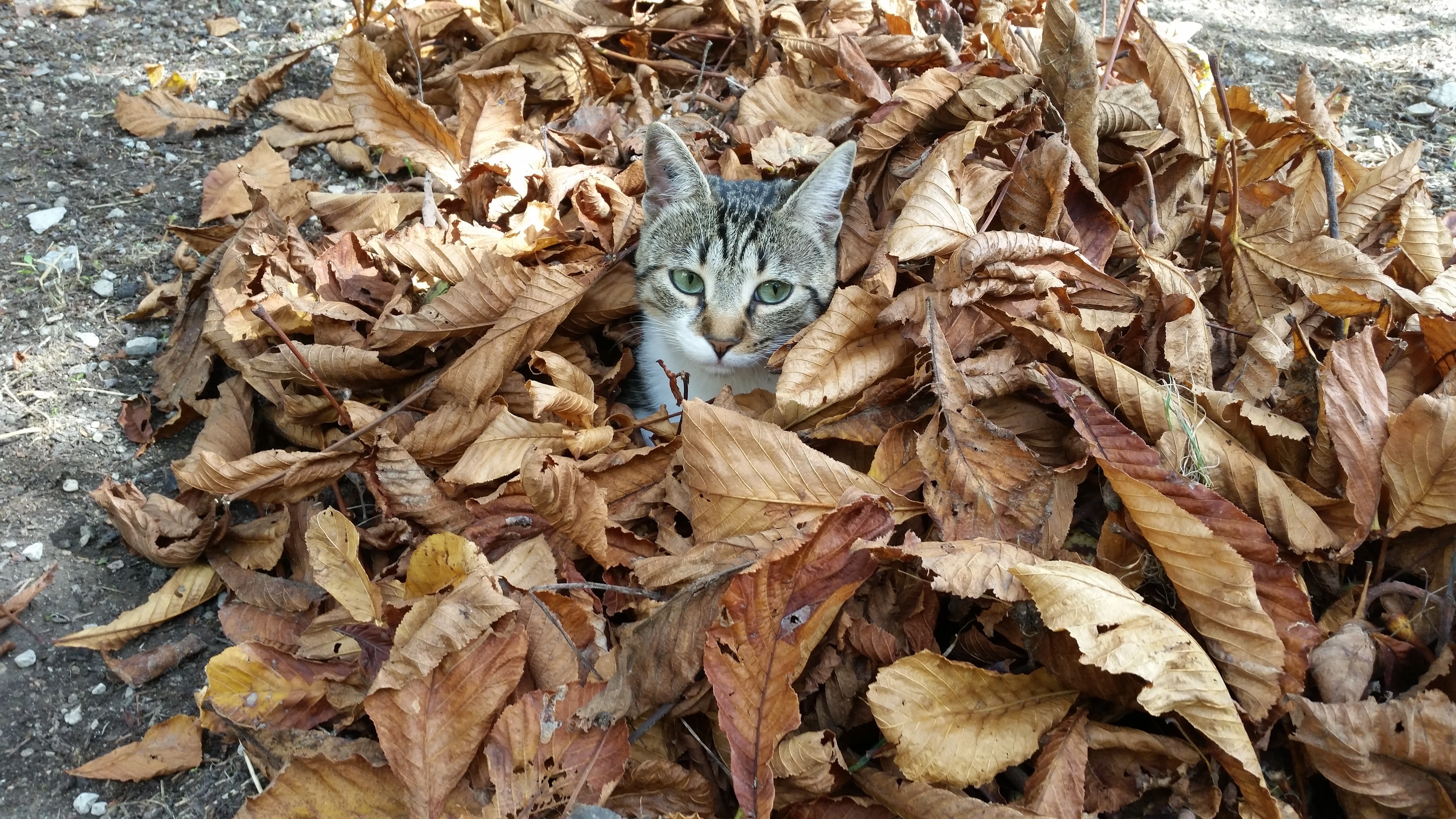 Cold, Leaves, Fall, Cat, Dry Leaves, animal themes, no people