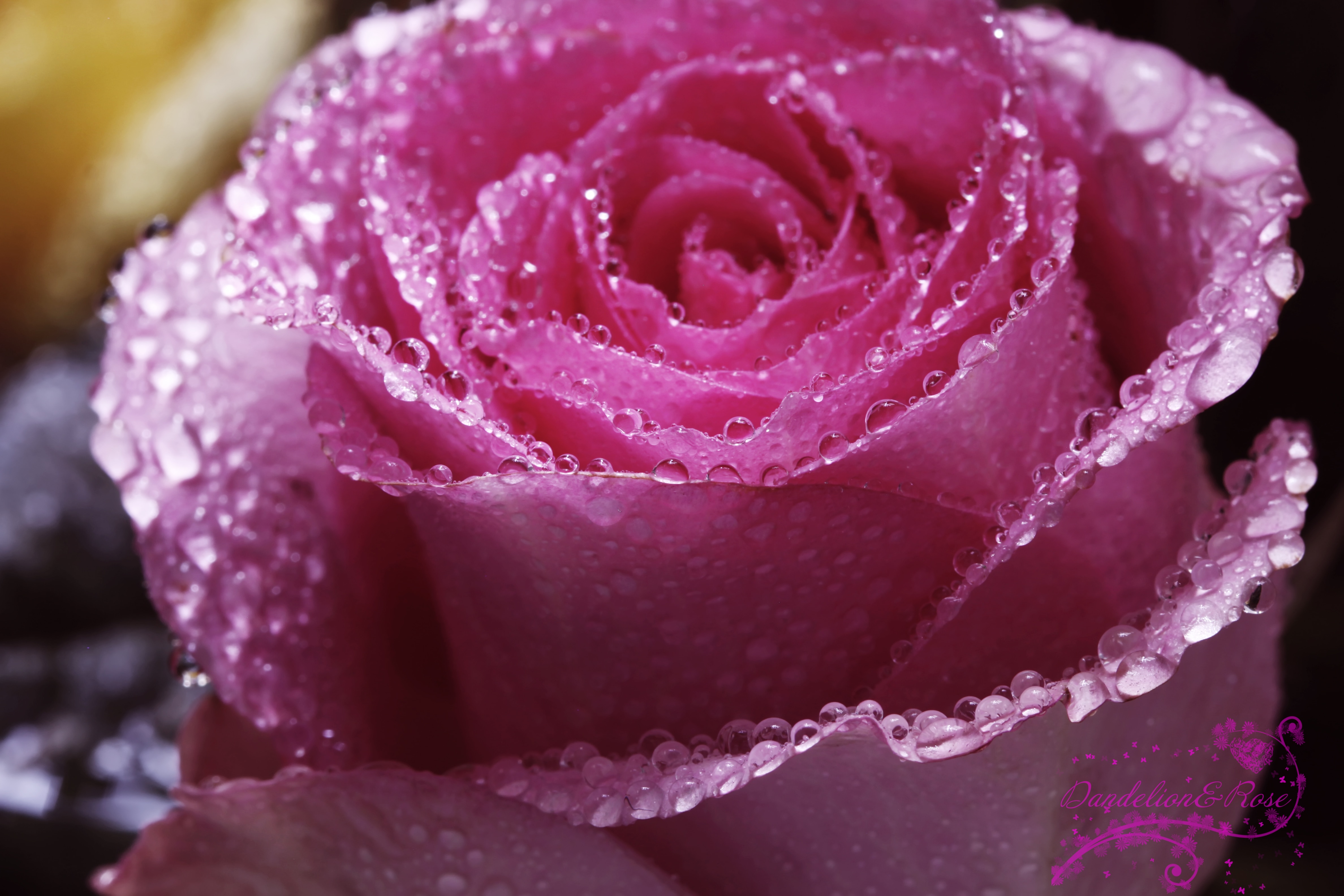 Rose, dew, pink, crystal clear