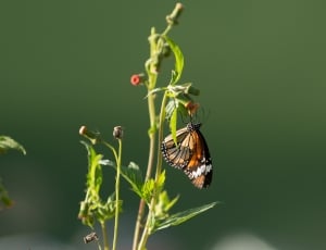 brown yellow and black butterfly thumbnail