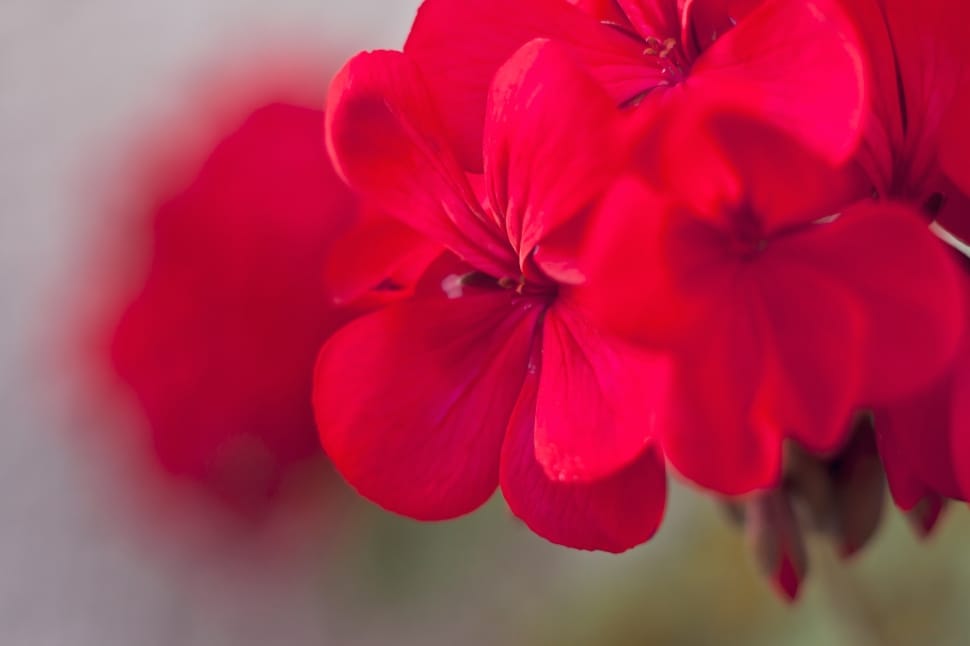 Geraniums, Flower, Flowers, Pink, flower, red preview