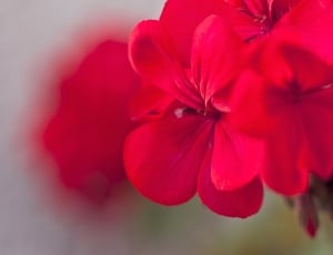 Geraniums, Flower, Flowers, Pink, flower, red thumbnail