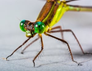 green and brown dragonfly thumbnail