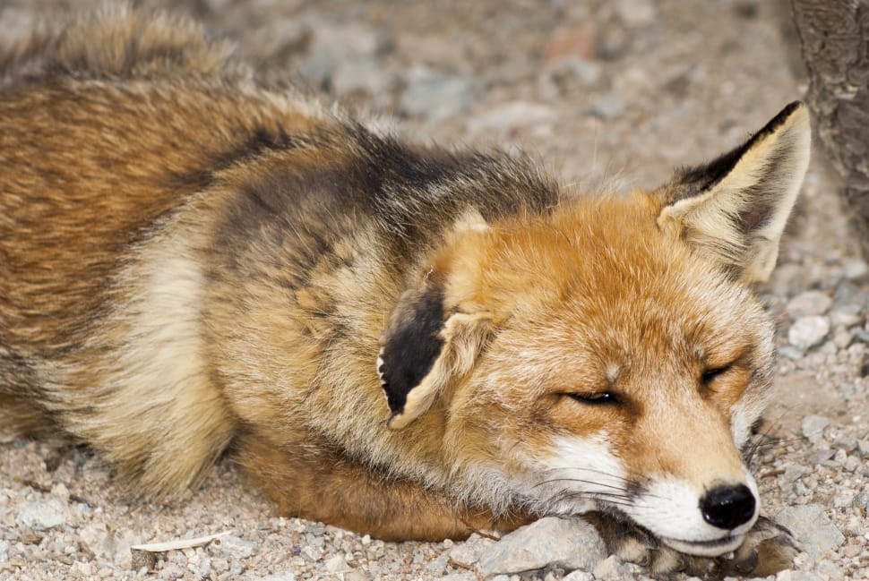Mammal, Animal, Asleep, Nature, Fox, animal wildlife, one animal preview