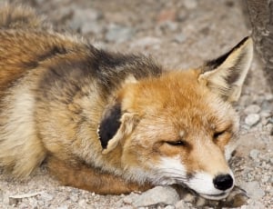 Mammal, Animal, Asleep, Nature, Fox, animal wildlife, one animal thumbnail
