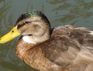 mallard duck thumbnail