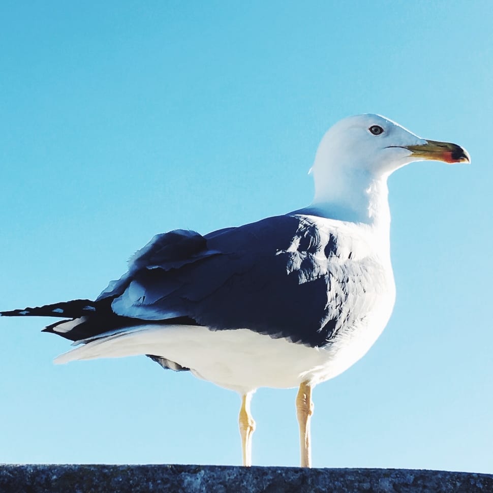 white and black seagull preview