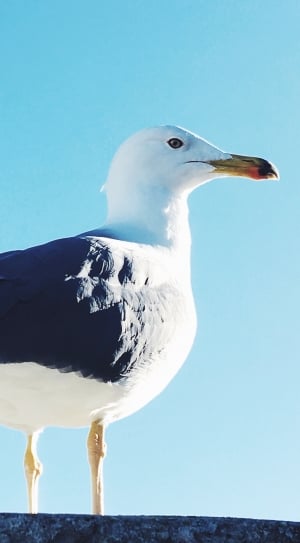 white and black seagull thumbnail