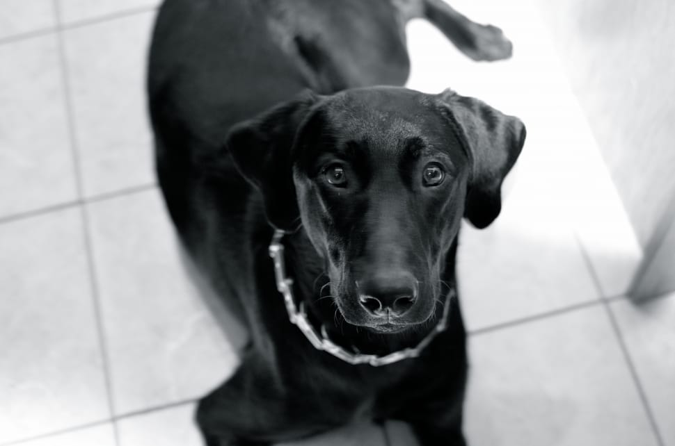 black labrador retriever dog preview