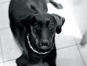 black labrador retriever dog thumbnail