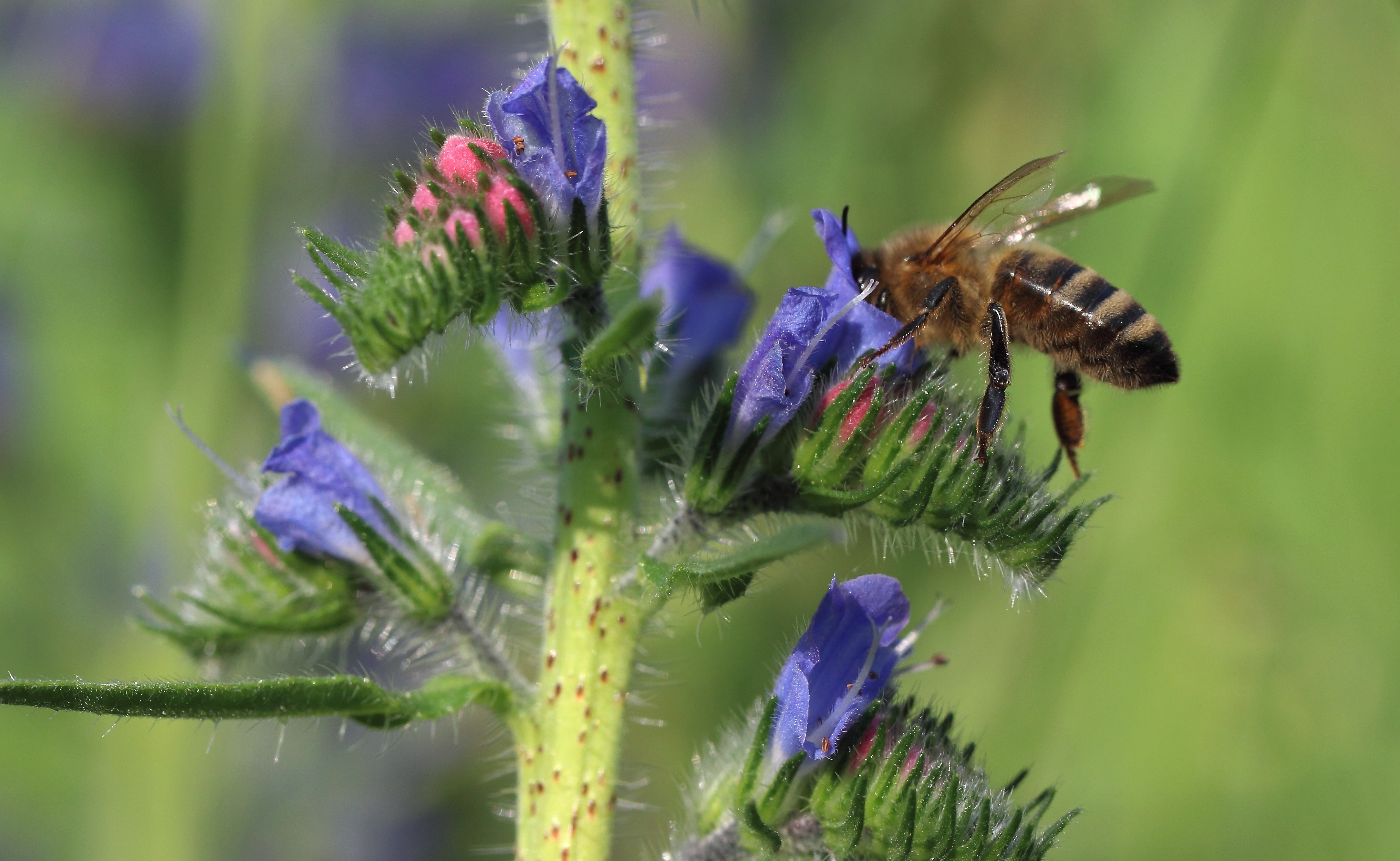 honey bee on purple flower