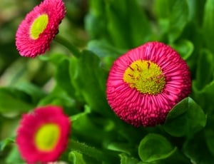 pink and yelow flowers thumbnail