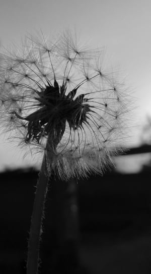 white dandelion under cloudy sky in gray-scale thumbnail