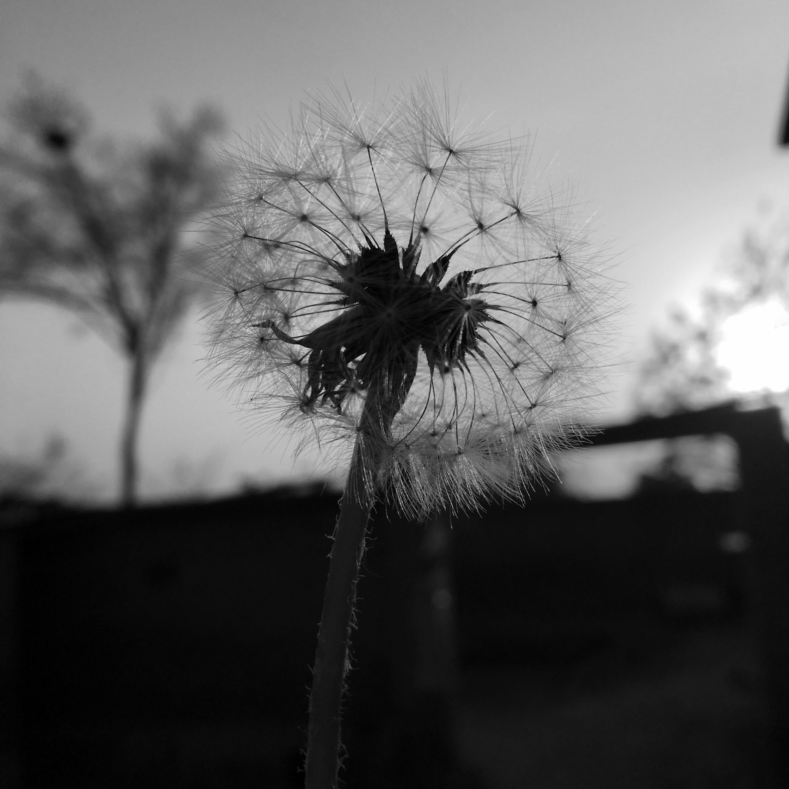 white dandelion under cloudy sky in gray-scale