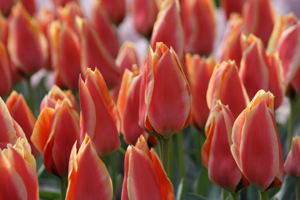 tulip plant preview