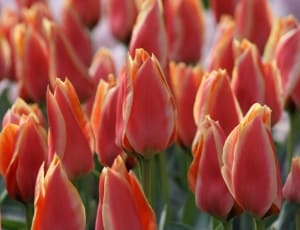 tulip plant thumbnail