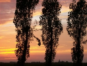 Sunset, Houtave, Belgium, Dusk, Trees, sunset, tree thumbnail