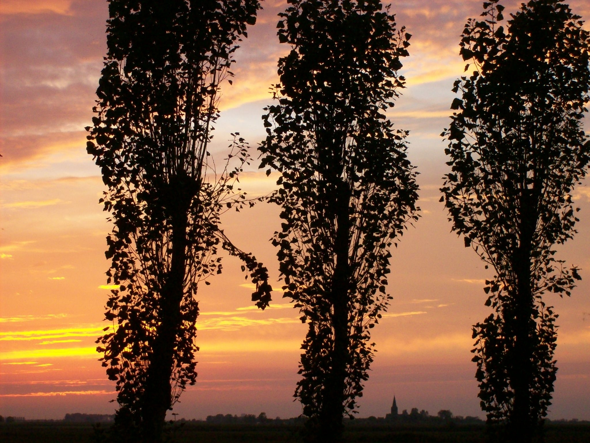 Sunset, Houtave, Belgium, Dusk, Trees, sunset, tree