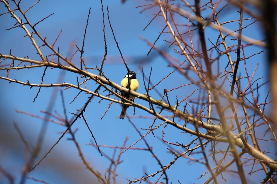 yellow and black bird on withered tree preview