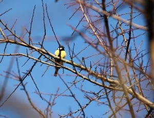 yellow and black bird on withered tree thumbnail