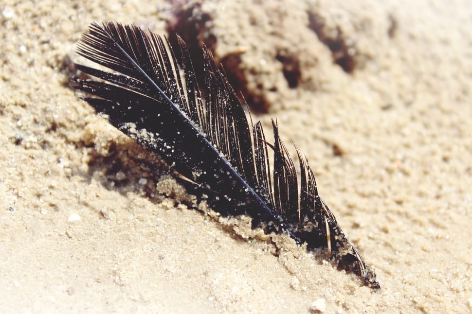 black feather preview