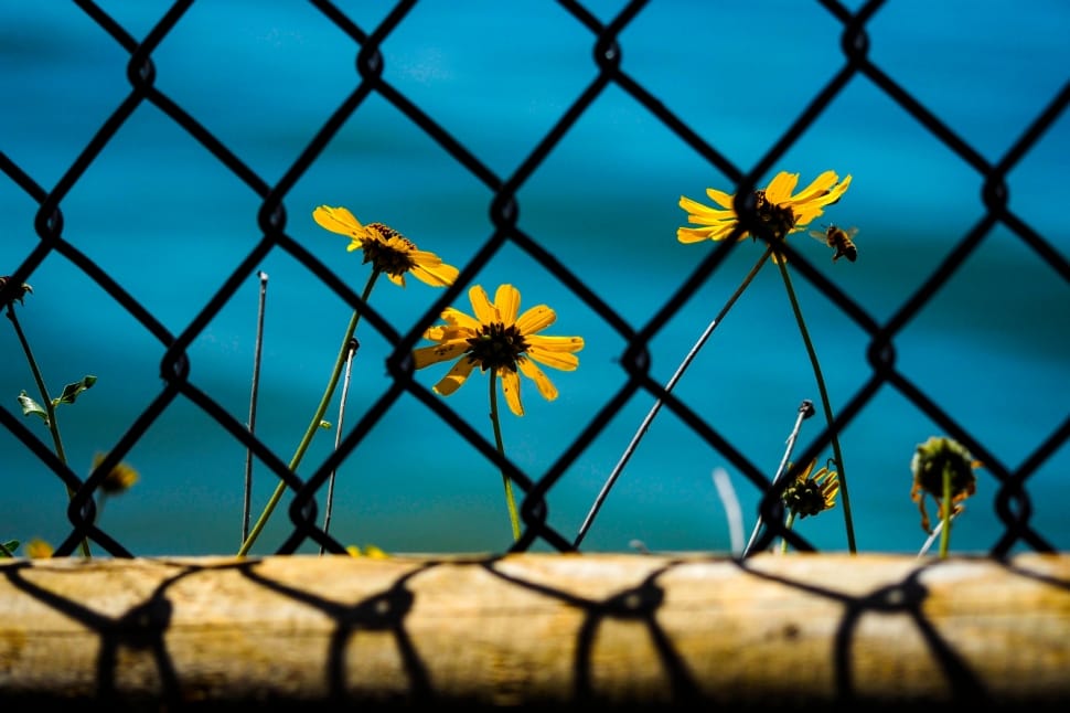 flower, sunflower, garden, plant, chainlink fence, protection preview