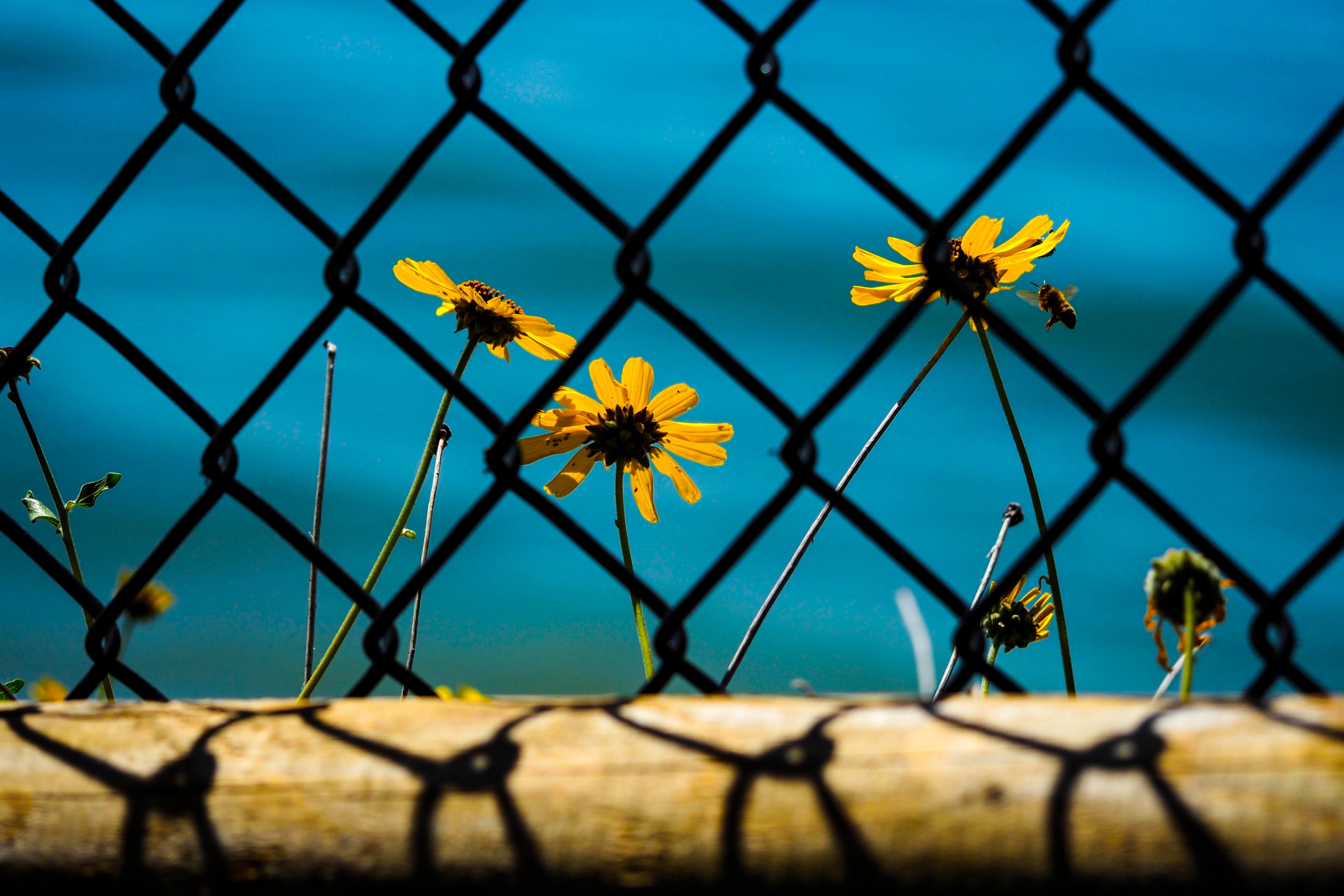 flower, sunflower, garden, plant, chainlink fence, protection