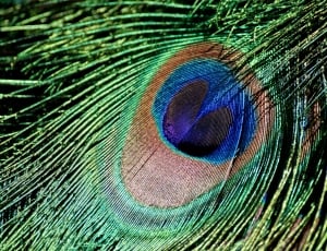 Peacock Feather, Bird, Iridescent, peacock feather, peacock thumbnail