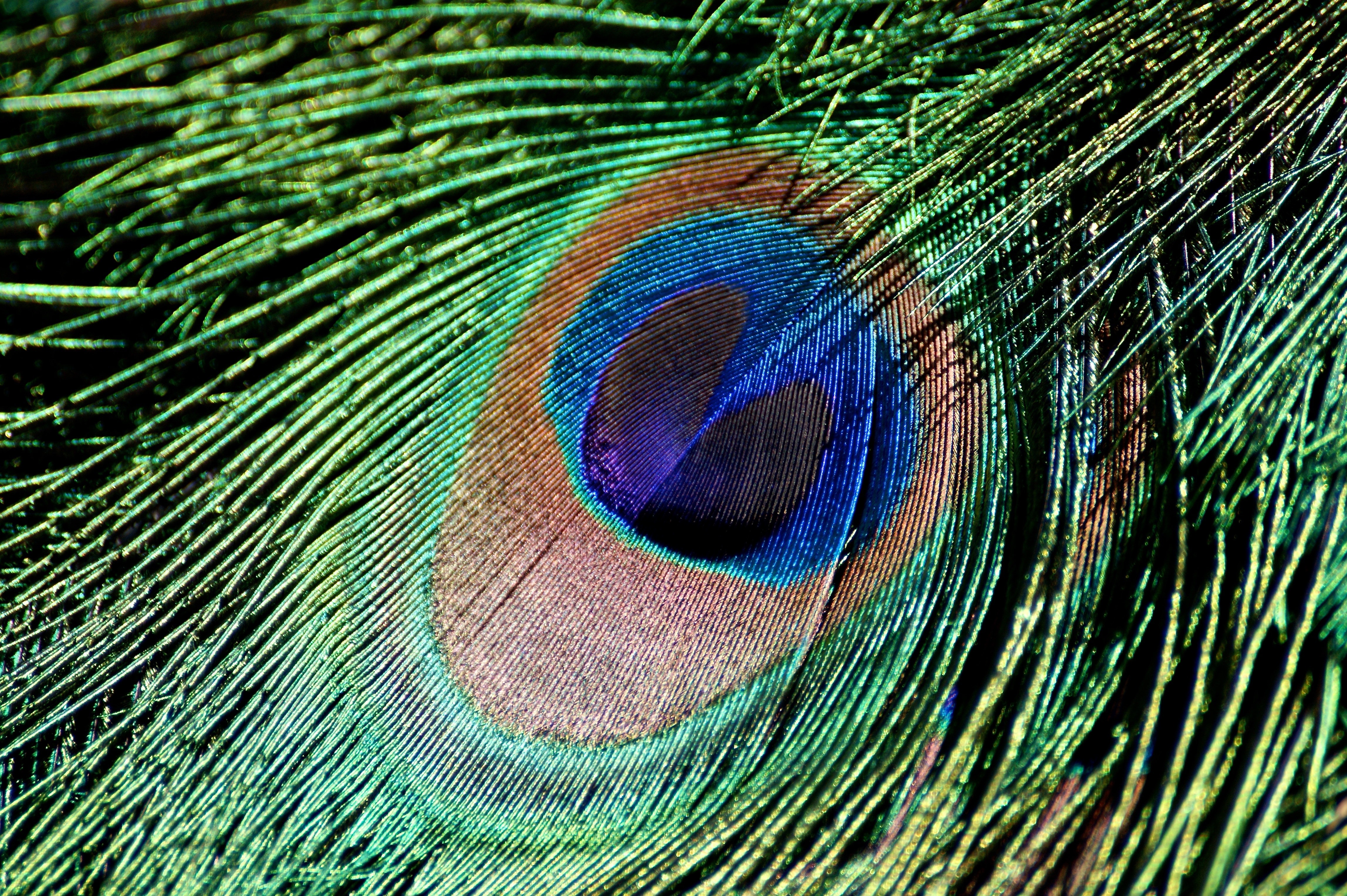 Peacock Feather, Bird, Iridescent, peacock feather, peacock
