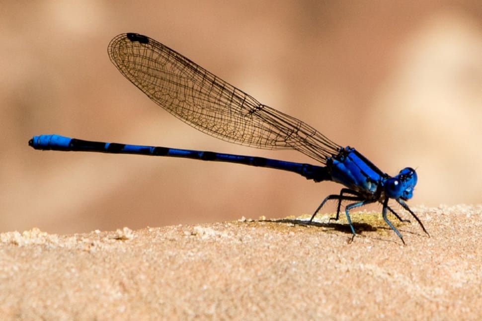 Damselfly, Portrait, Insect, Wings, insect, blue preview