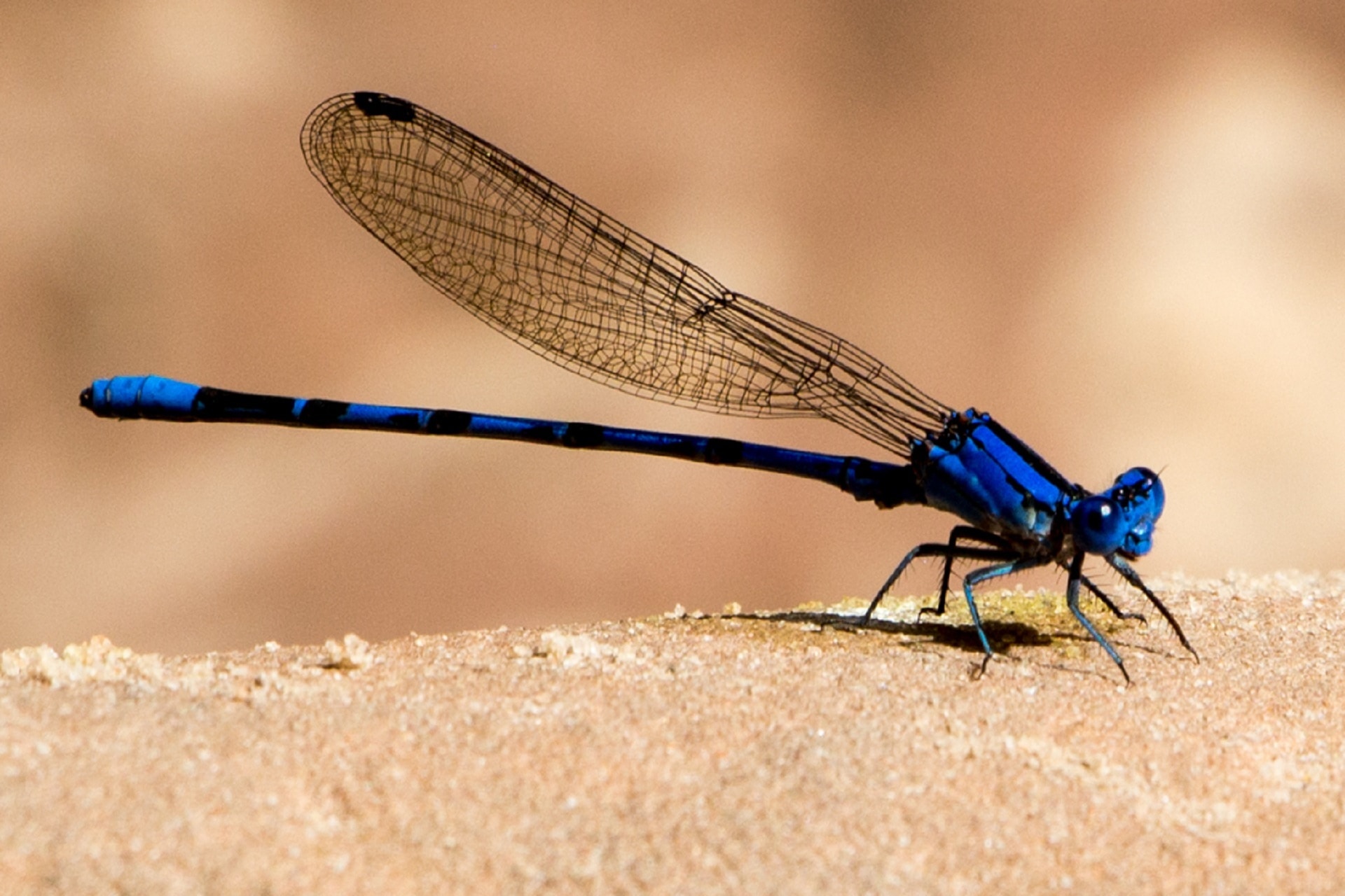 Damselfly, Portrait, Insect, Wings, insect, blue