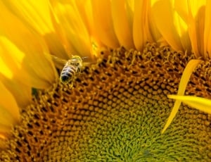 honey bee collecting necto on yellow sunflower thumbnail