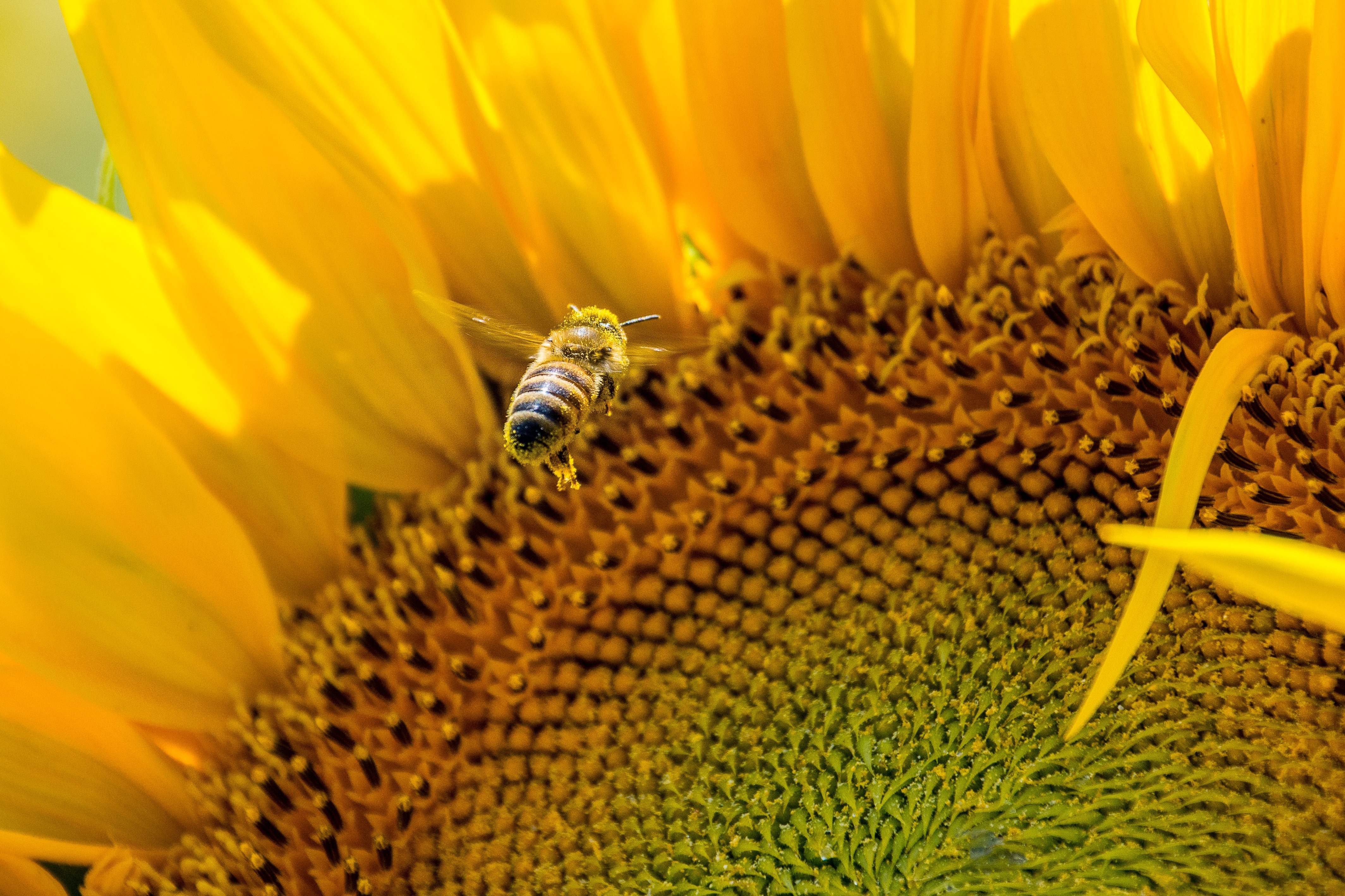honey bee collecting necto on yellow sunflower