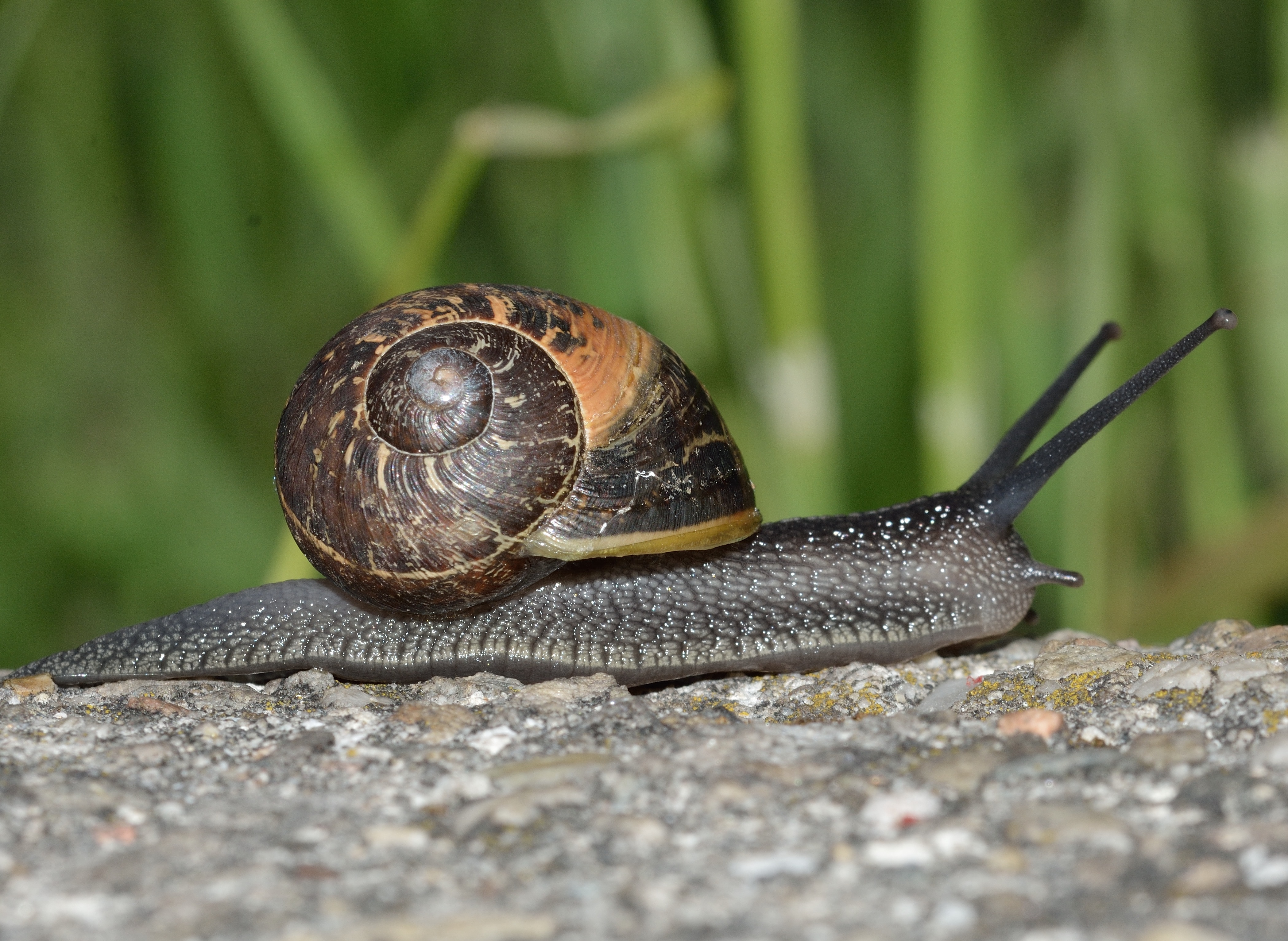 black brown snail